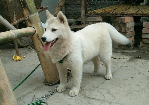 养狗买什么更划算,养狗买什么车最合适