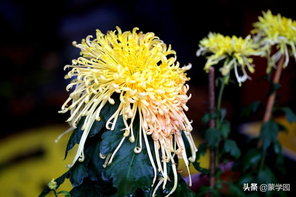 一月到十二月开什么花的诗,关于12个月份花的诗