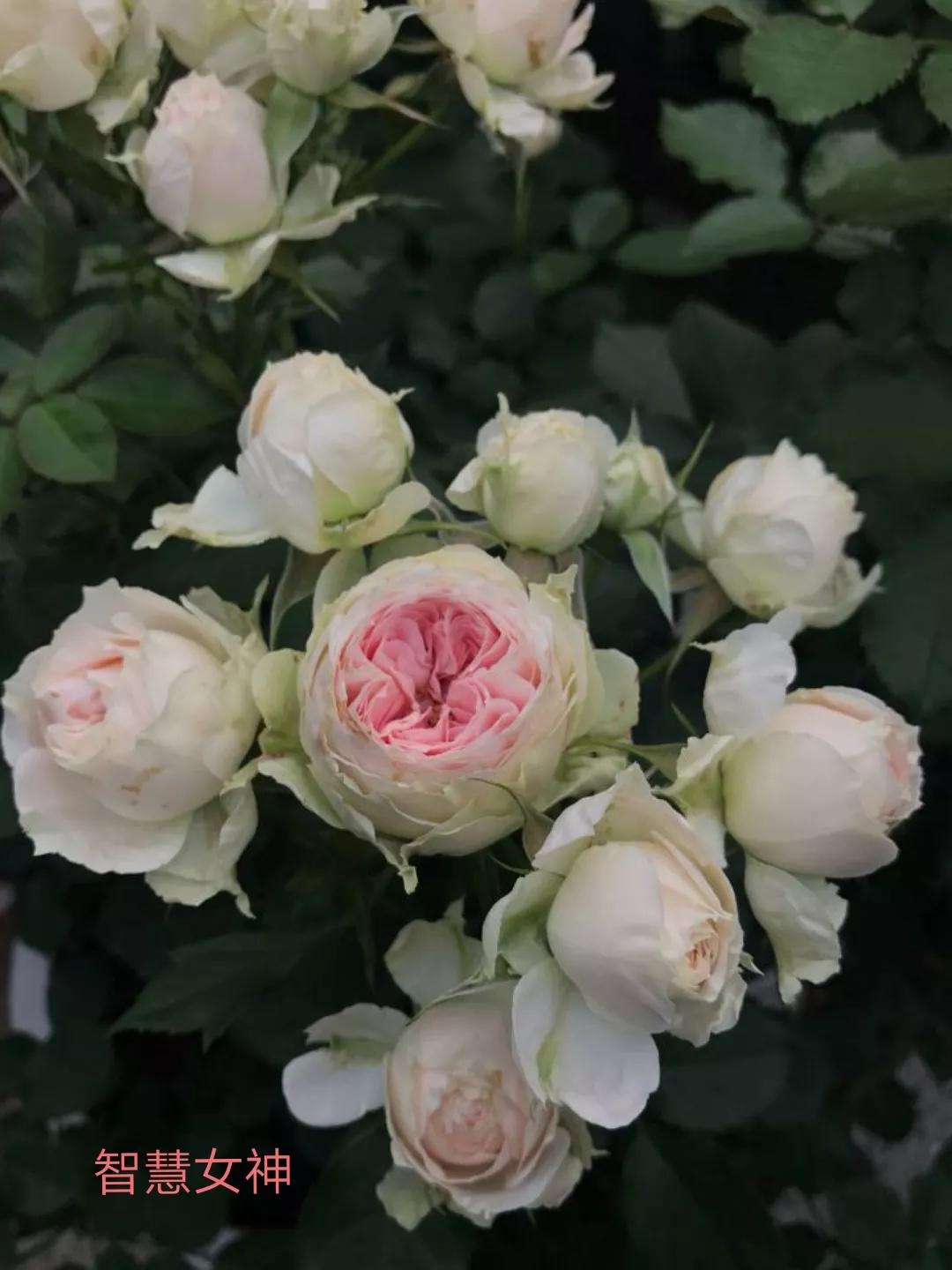 切花火焰月季的优缺点,常见切花月季一览