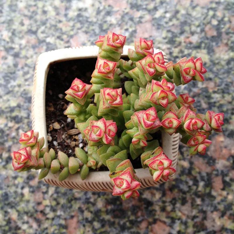 林草科普|多肉植物