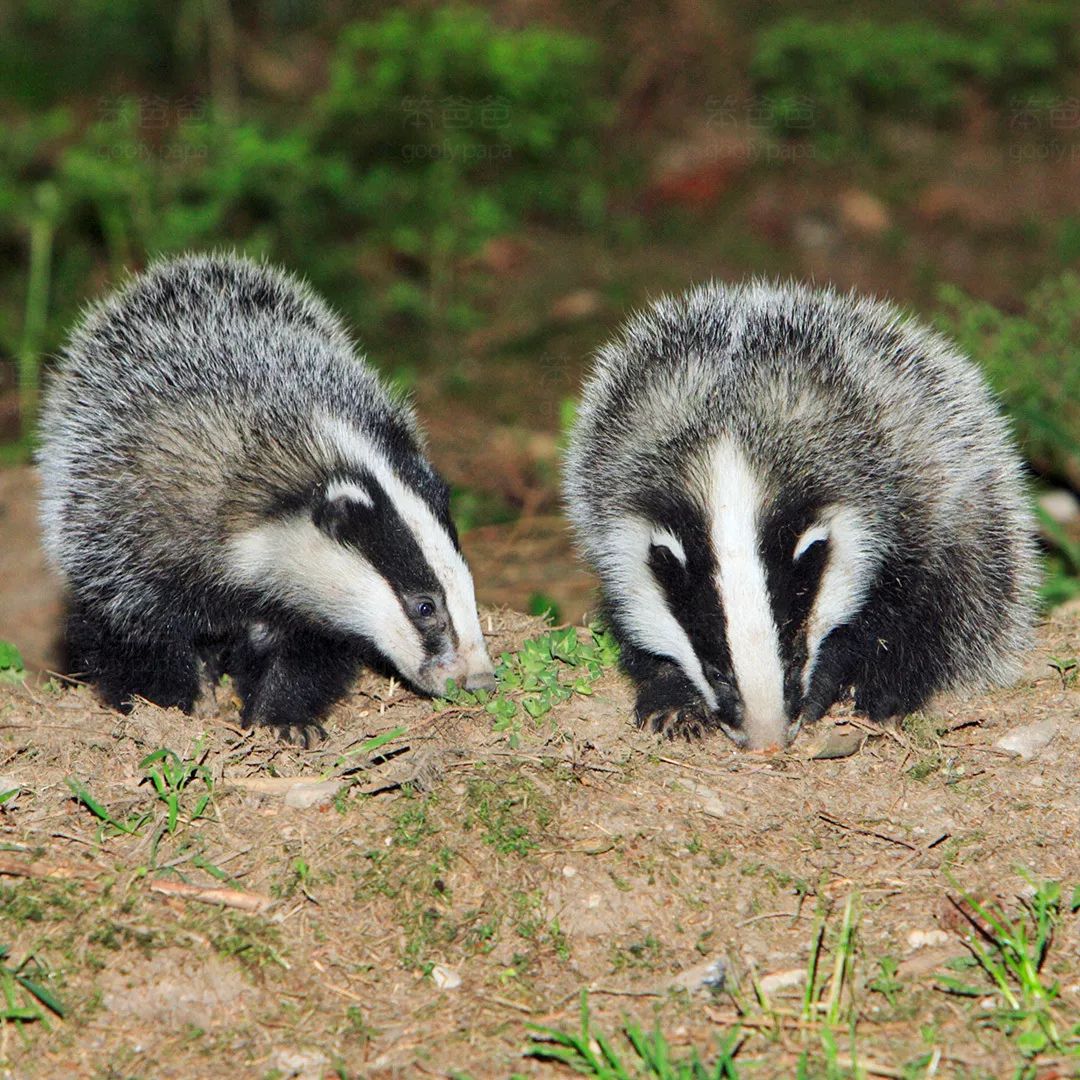 闰土与猹的爱情故事,闰土和猹的爱情故事音乐