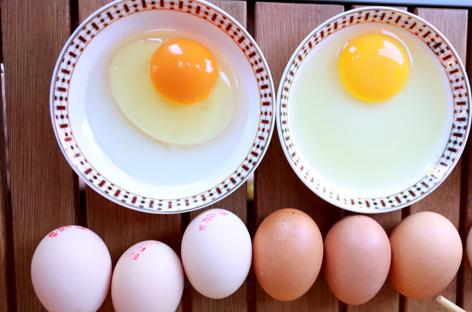 走进乡村看产业:小鸡蛋孵化致富大产业