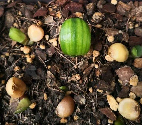 君子兰根部长了小虫怎么办,君子兰死了根部冒出小芽怎么办