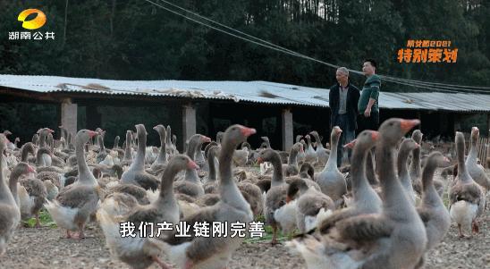 怎样养鹅年收入五万元,怎样养鹅年收入百万