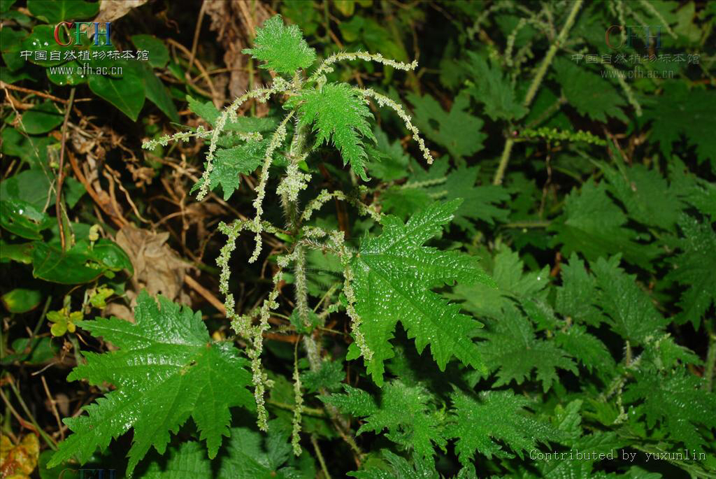 中草药荨麻的功效,荨麻疹有什么中草药可以治疗