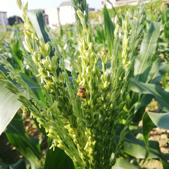 水果玉米是非转基因食品吗,糯玉米和甜玉米是转基因的吗