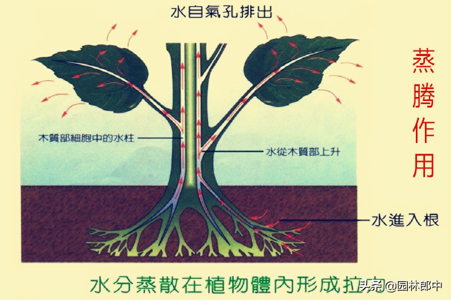 苗木回暖,温度升高苗木开始无精打采