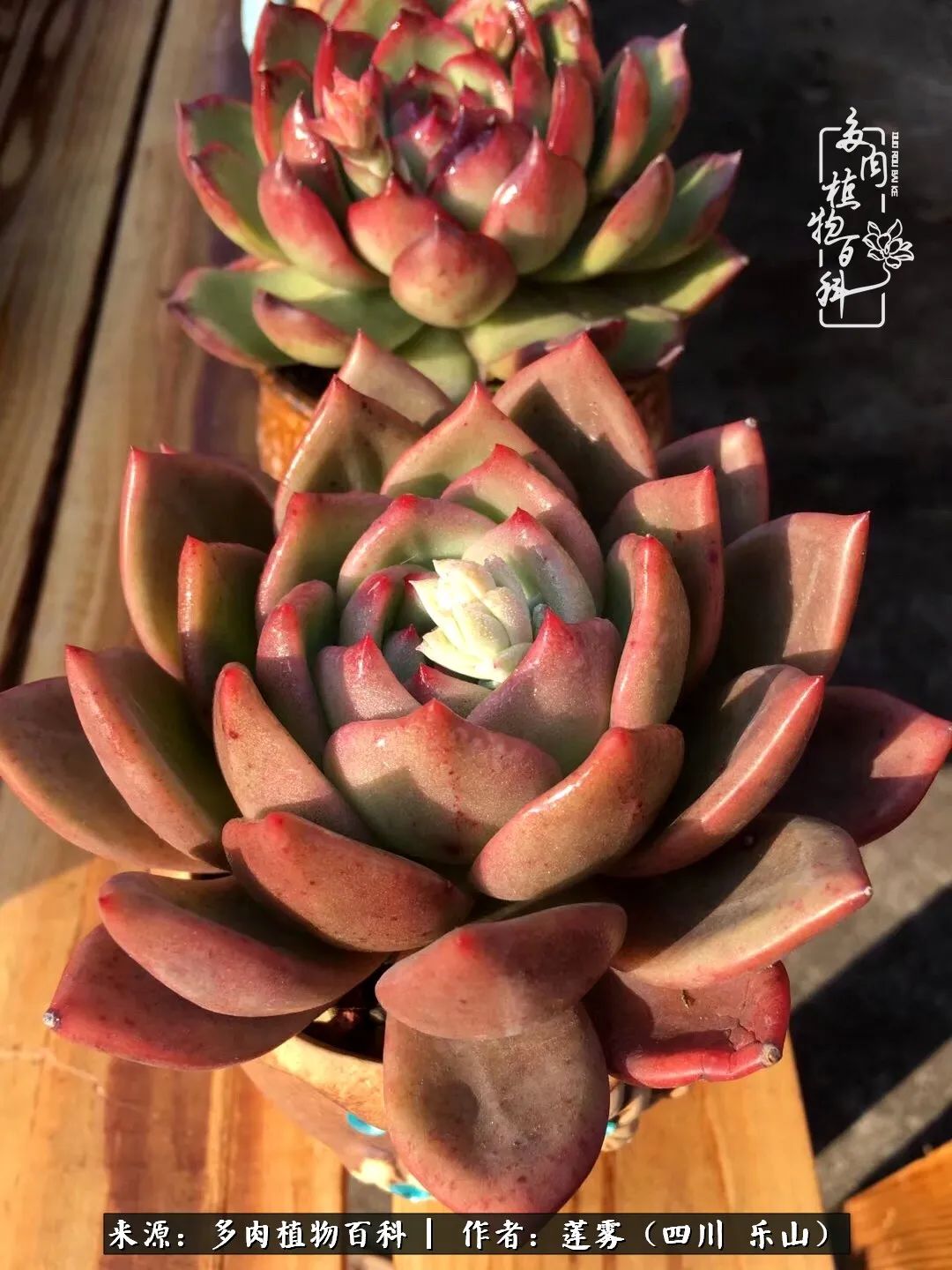 治愈系多肉精灵,初冬携一抹暖阳与多肉相伴