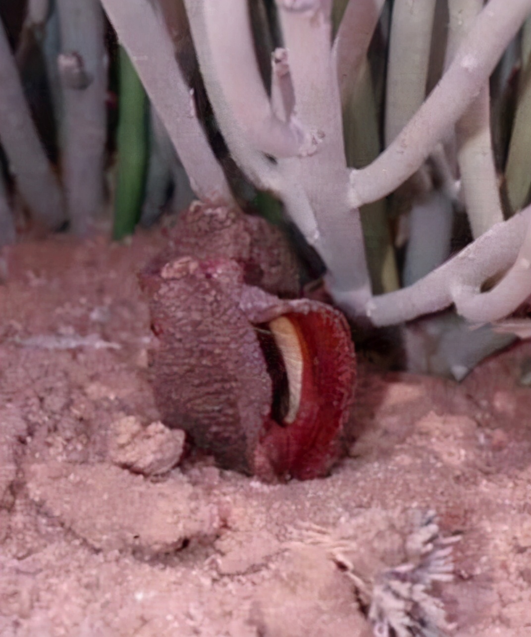 世界上最奇怪的10种花,世界上最臭的东西前10名