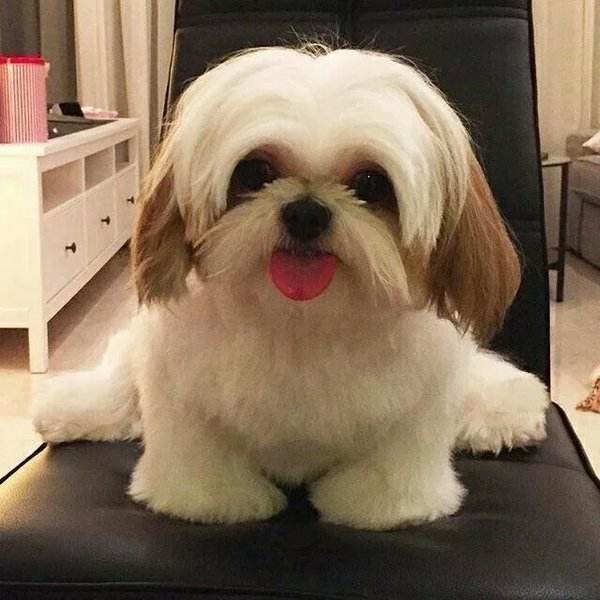 养狗新手与老手的区别,养狗为什么要养纯种犬