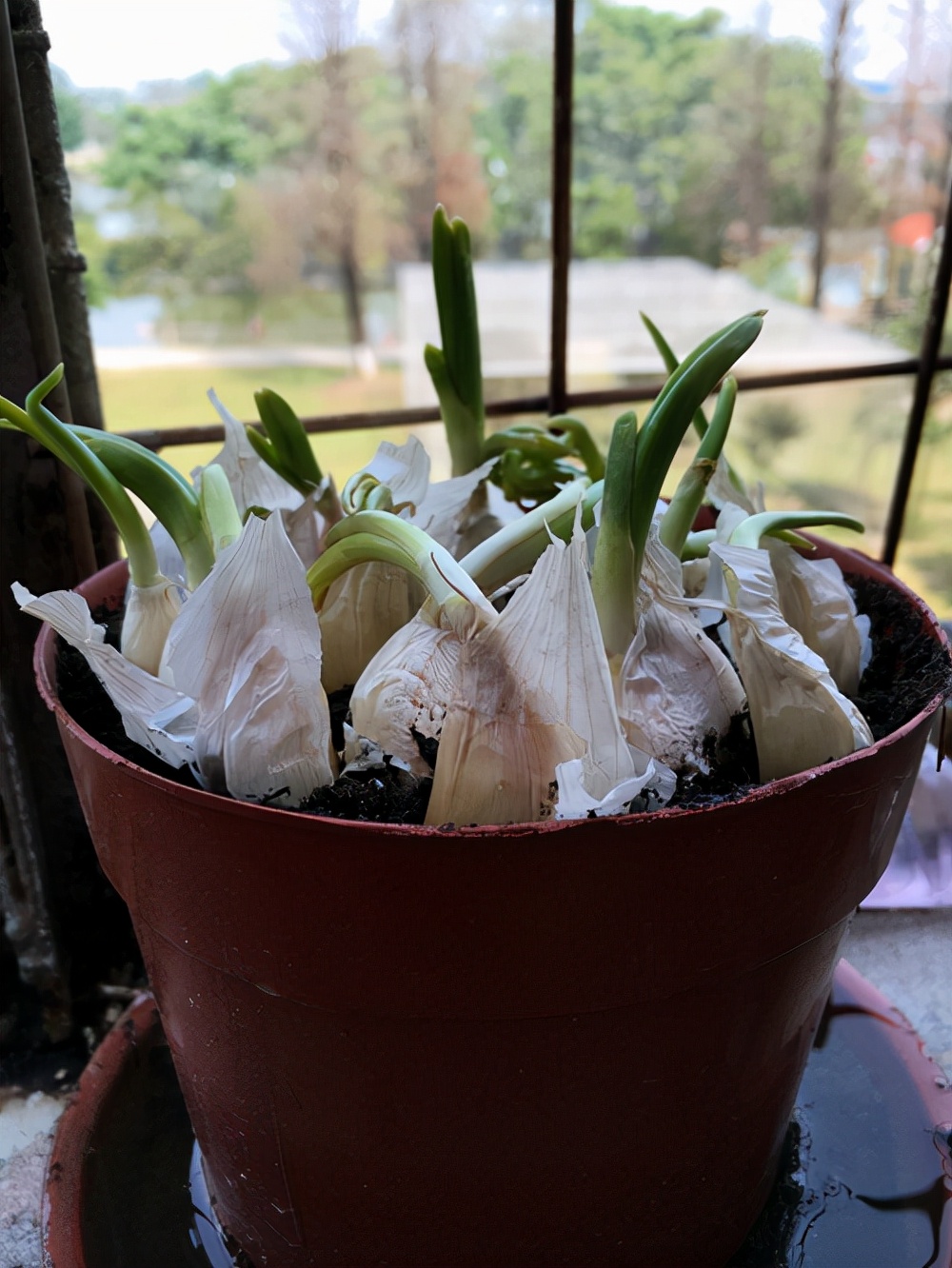 家里种蒜怎么浇水,家里种大蒜的方法