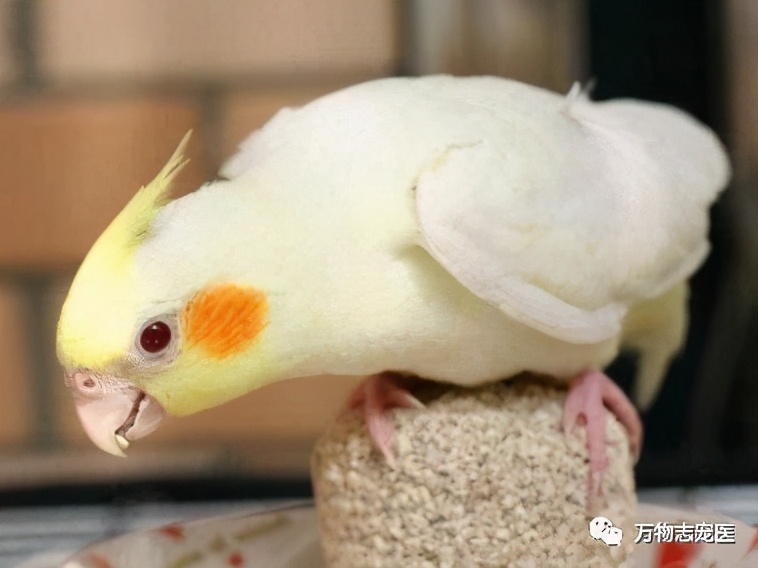 养鹦鹉注意事项和必备用品,养宠的危害