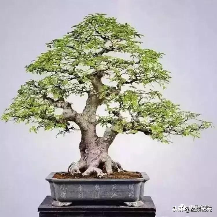 推荐36种好养的盆景植物,茶桌上养什么盆景植物