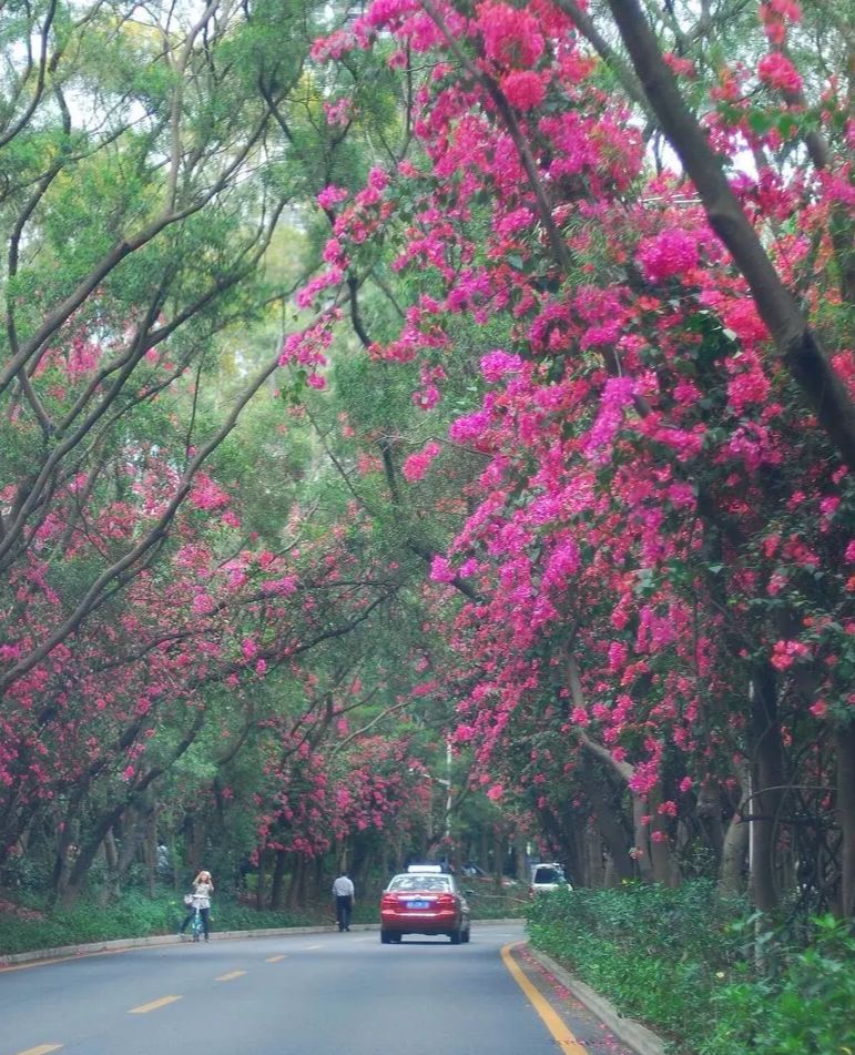 深圳有几家出名花店,深圳比较好的花店推荐
