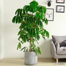 每日一花植物图片,每日一花楝花