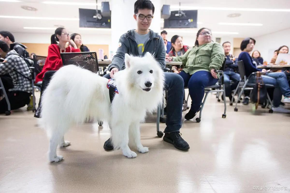 关于萨摩耶你不知道的冷知识
