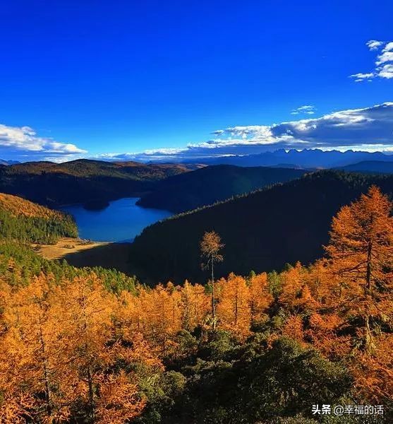 6月到了，送你6花6蝶6鸟6景6曲6诗，这月顺顺利利。