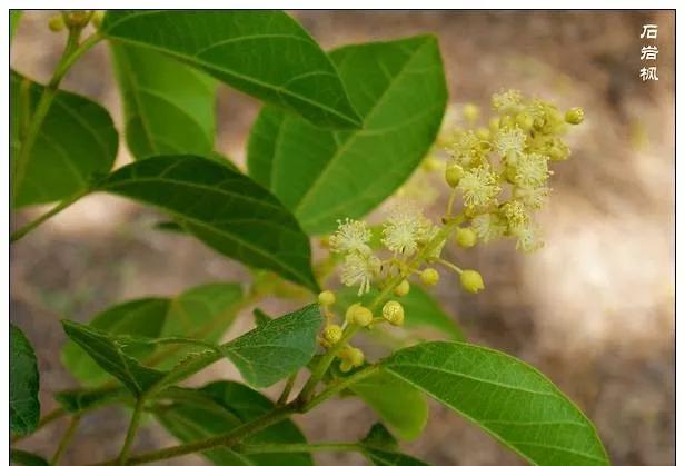 25种常见有毒的花草树木,警惕50种有毒植物