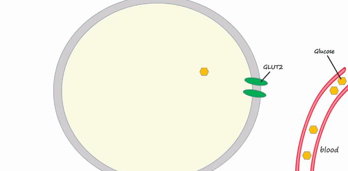 胰岛素是如何导致糖尿病的,胰岛素增多为什么会导致糖尿病