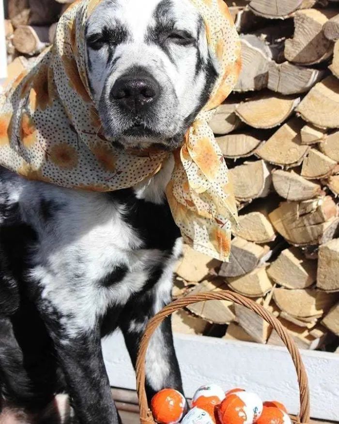 黑拉布拉多额头有白癣,黑拉布拉多身上有白点怎么回事