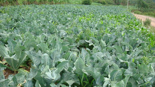 花椰菜的幼苗防病管理,菜农种菜怎么预防虫害
