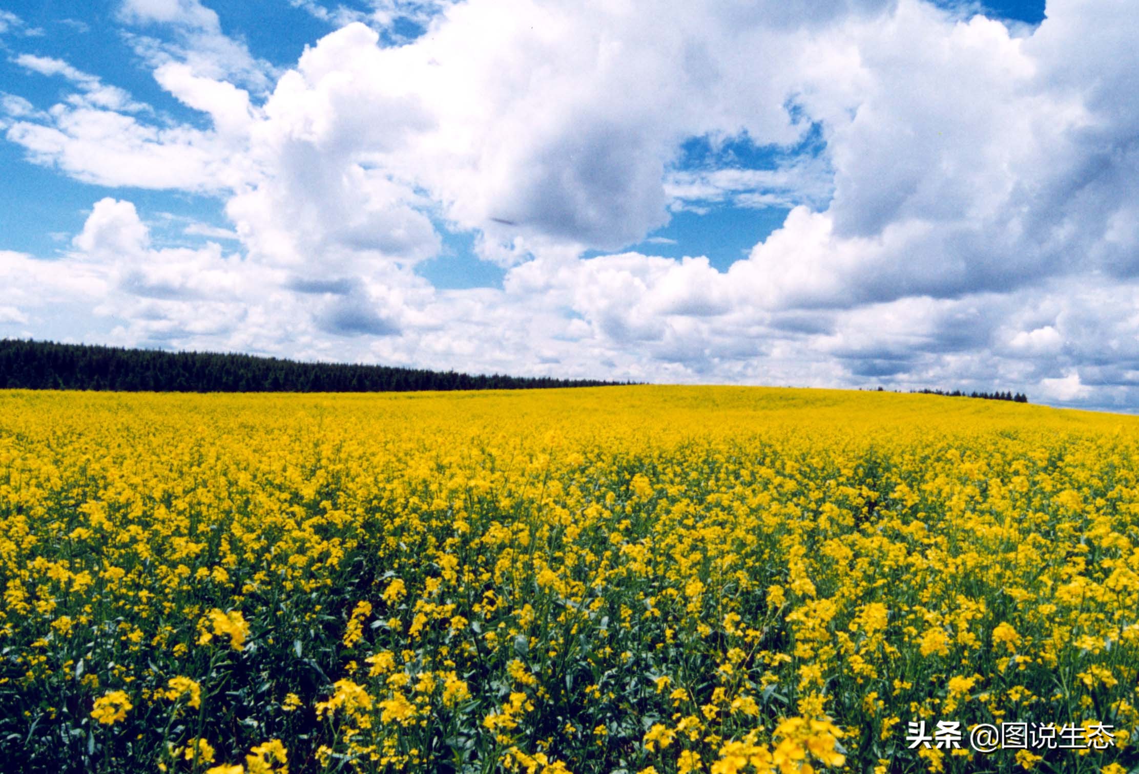 写出最真实的塞罕坝，永远是居住在塞罕坝的主人，请听他们如何说