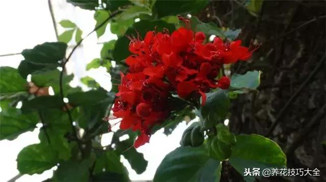 常见小区绿化100种植物图片,常见的水生植物有哪些种