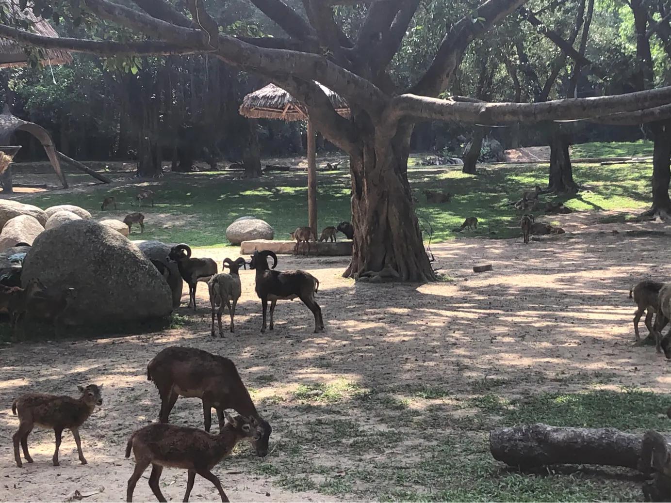暑期广州长隆野生动物世界门票,长隆海洋王国和野生动物园门票