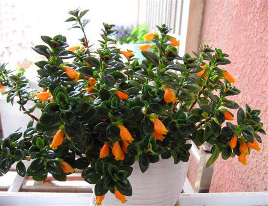 金鱼吊兰冬季可以修剪吗,金鱼吊兰冬季多长时间浇一次水