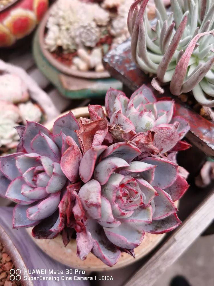 冬日如何更好地养多肉,冬天可以户外养护的多肉