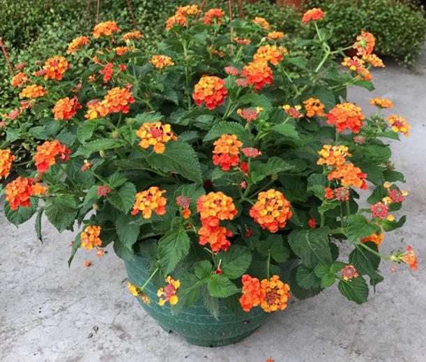 五色梅有没有毒,五色梅有毒还敢养吗