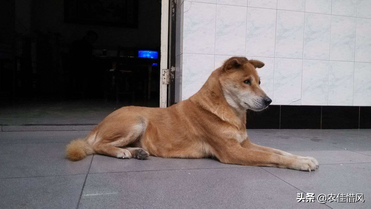 开车撞到了农村的土狗怎么办,农村开车撞死土鸡怎么处理