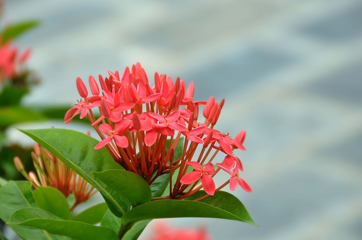 花艺插花常见花名有哪些,鲜花插花的技巧有哪些