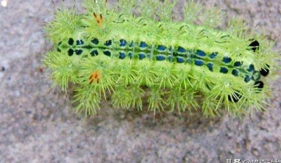 农村有种昆虫蛰人很疼,过去人见人怕,现在受喜欢了