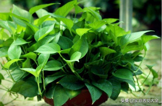 绿萝水培不烂根黄叶,水培绿萝叶子发黄最简单处理方法