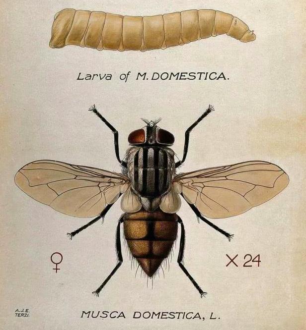 苍蝇消失了对地球有什么影响,苍蝇如果灭绝会造成什么后果