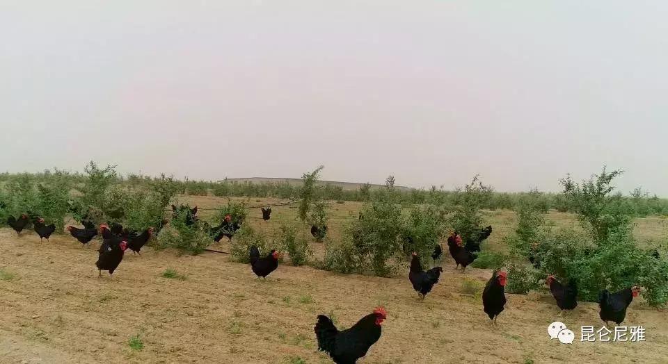 尼雅黑鸡是土鸡吗,尼雅黑鸡苗乌鲁木齐哪里售卖