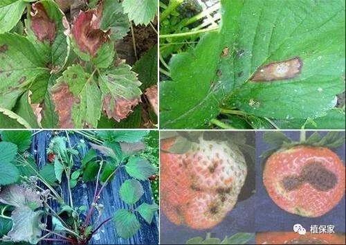 炭疽病怎么来的,炭疽病症状如何预防