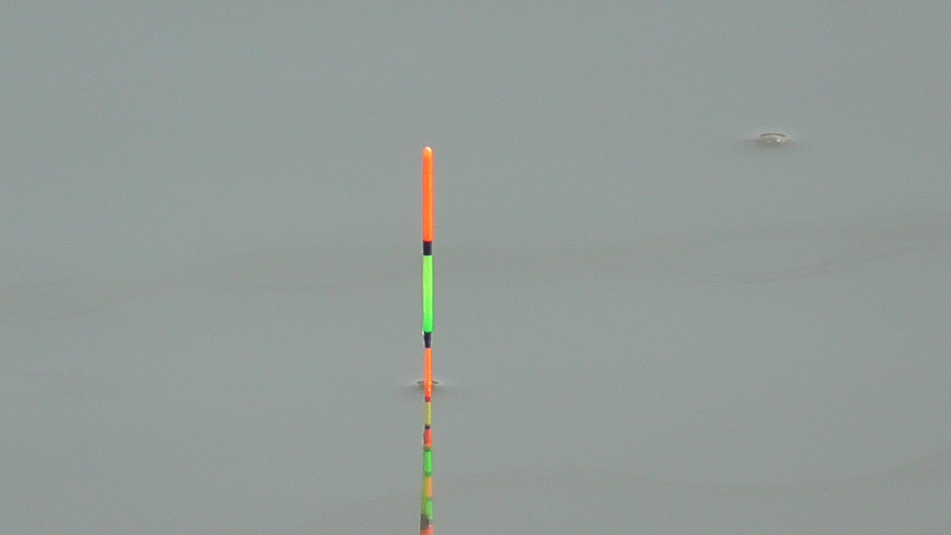 为什么浮漂总是微微上顶再下顿,而不是直接顿?原因根本不在调钓