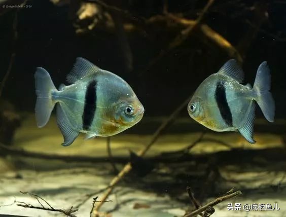 银板鱼和食人鱼哪个好养,粗线银板鱼是食人鱼吗