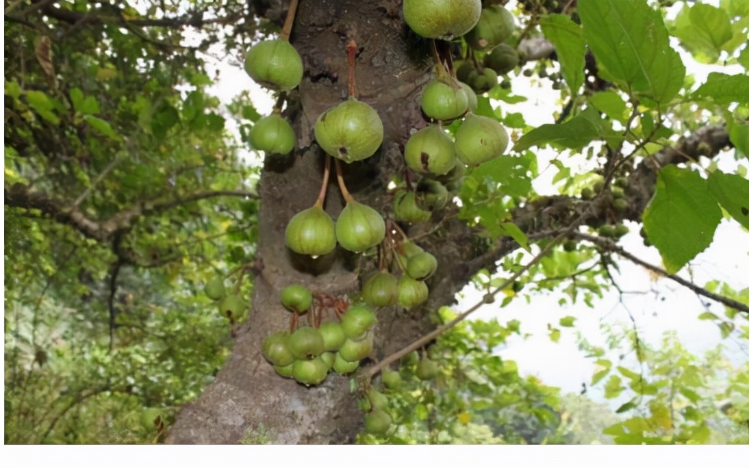 第二届热博会展示花絮2：最神奇的植物——可供人直饮的牛奶树