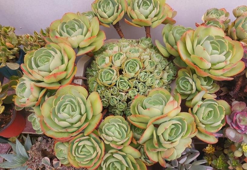 冬天太冷如何养多肉花卉,冬天天冷绿植不能浇水怎么办