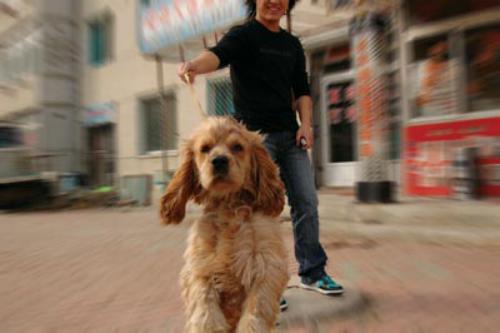 狗咬人如何化解,古代狗咬人怎么预防狂犬病