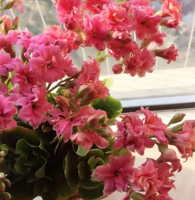 长寿花单瓣品种大全,长寿花100种颜色图片