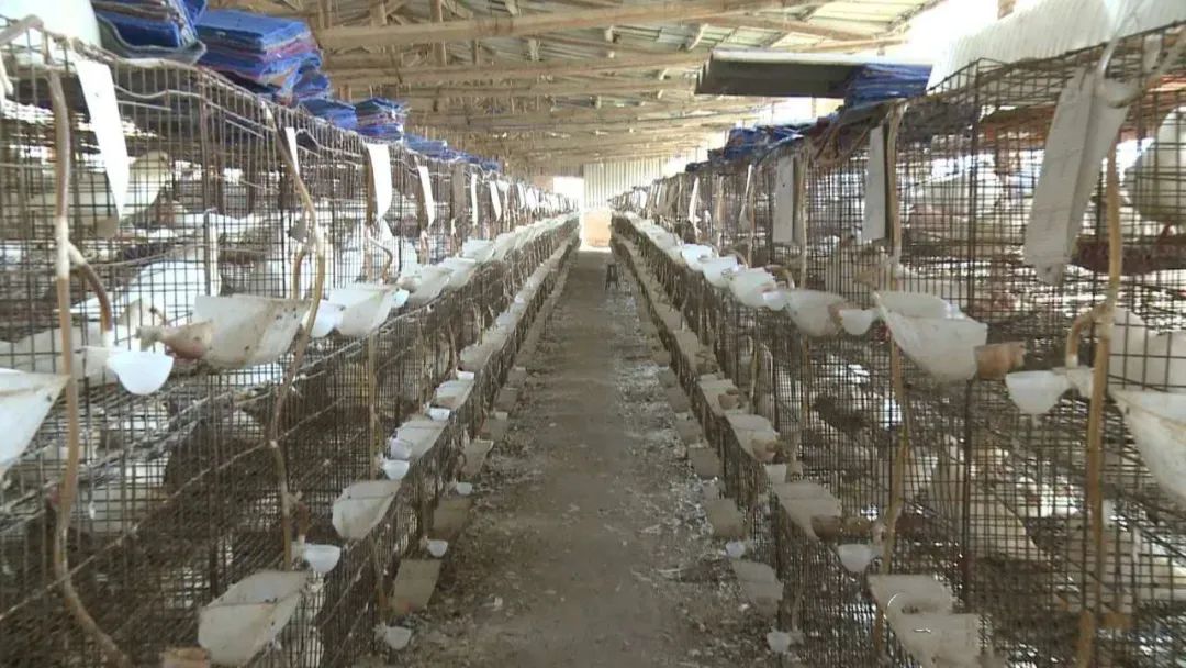 投资总额30亿元！竹乡广宁“绿色崛起”再加力