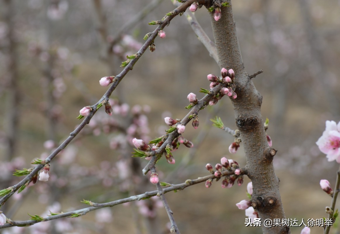 要想种好桃，了解桃的生物学特性是关键，有哪些特性呢