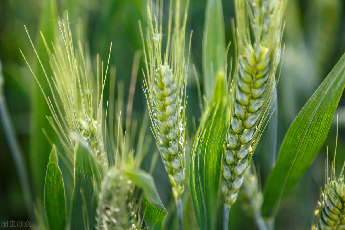 怎样灭掉麦牛虫,怎么杀死麦牛