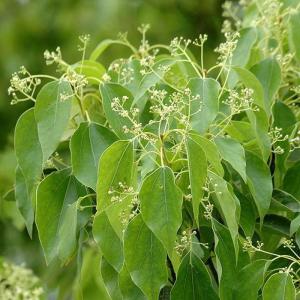 湖南省郴州市地级市,湖南省郴州市安仁县概况