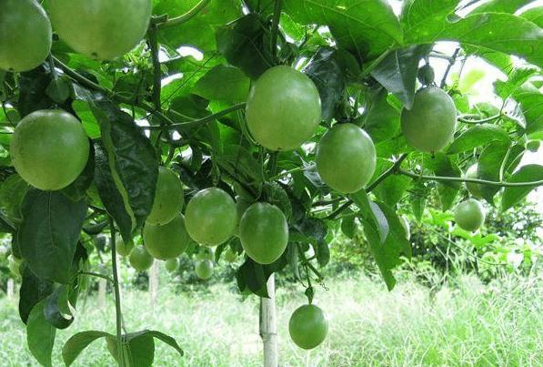 百香果开花后闭合了是授粉成功吗,百香果会开花不会结果怎么办