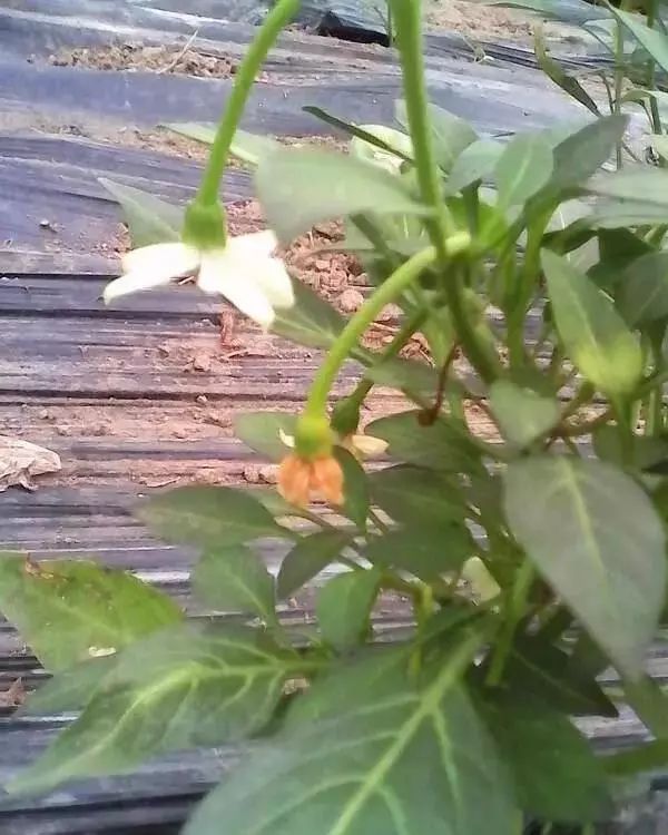 辣椒病害怎么治,吡唑醚菌酯能防治辣椒的哪些病害